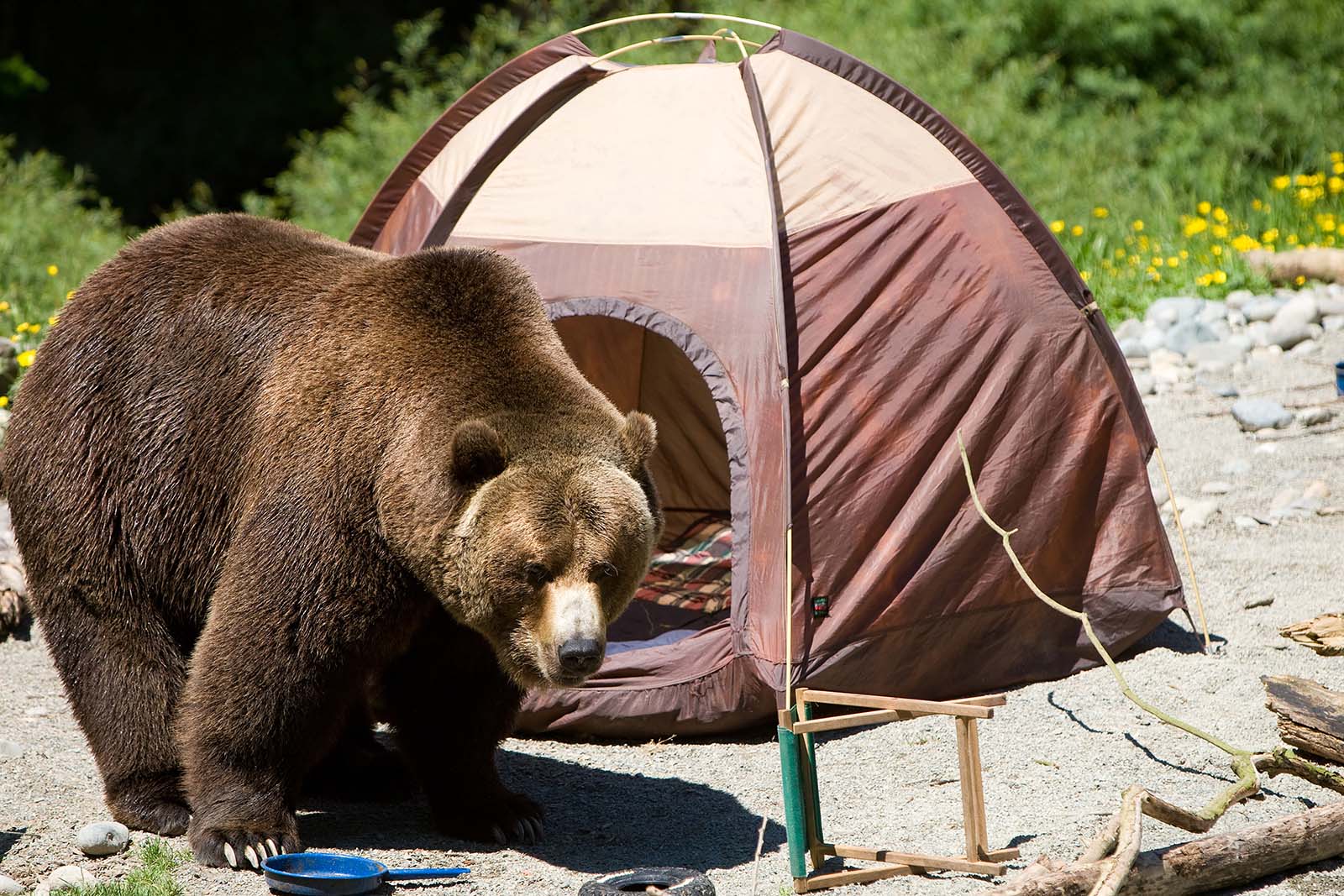Camping tips: How to set up a tent? How to make a fire? How to prevent the intrusion of wild animals?